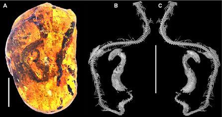 琥珀里的珍稀植物,琥珀发现新物种