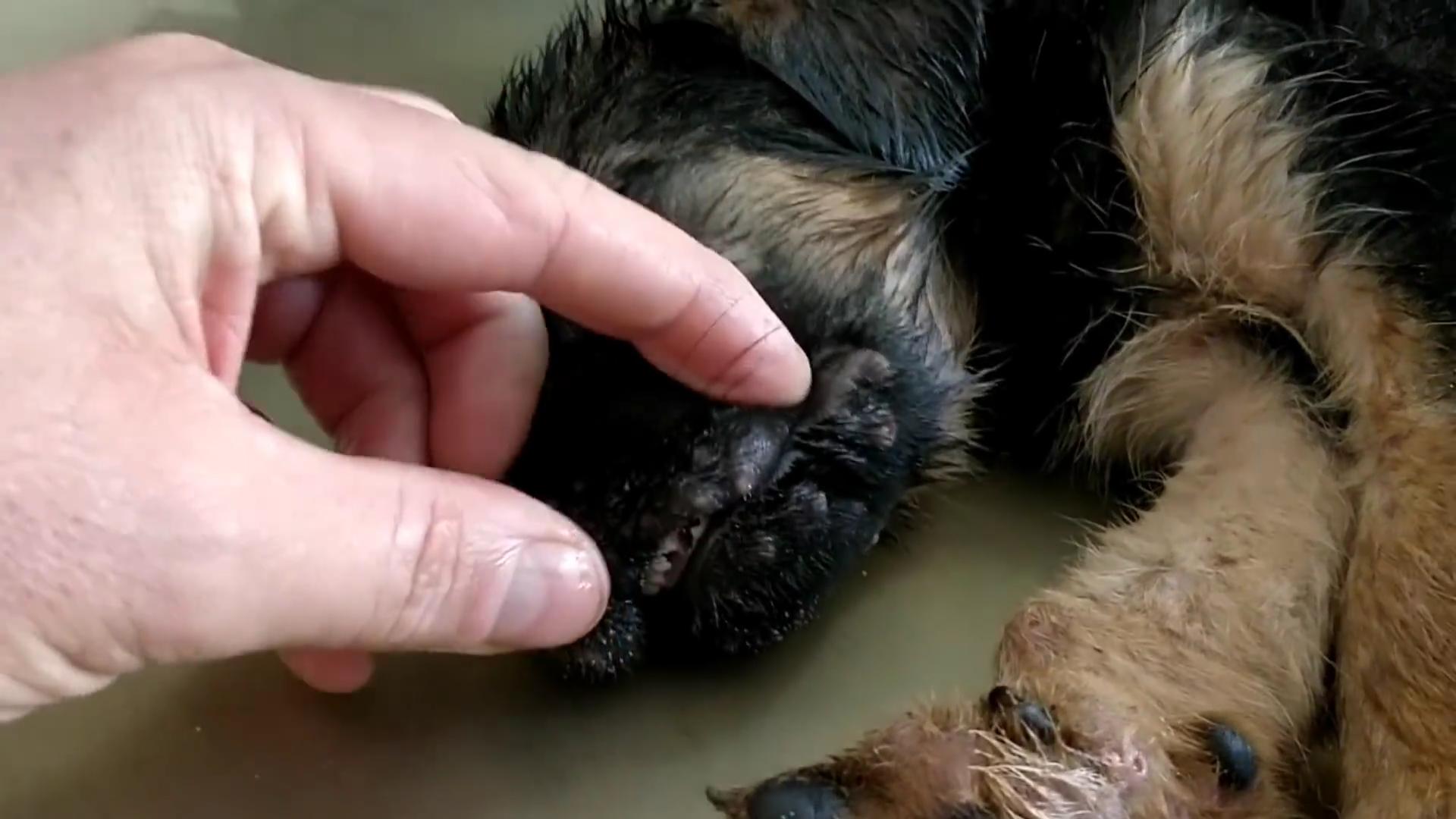 流浪狗被救眼中含泪,救助长蛆的流浪狗