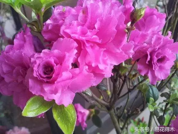 杜鹃花夏鹃品种有哪些特点,杜鹃花的夏鹃怎么养好