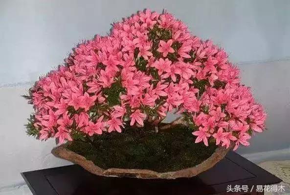 鹃之舞杜鹃的养护方法,杜鹃花春鹃和夏鹃的区别