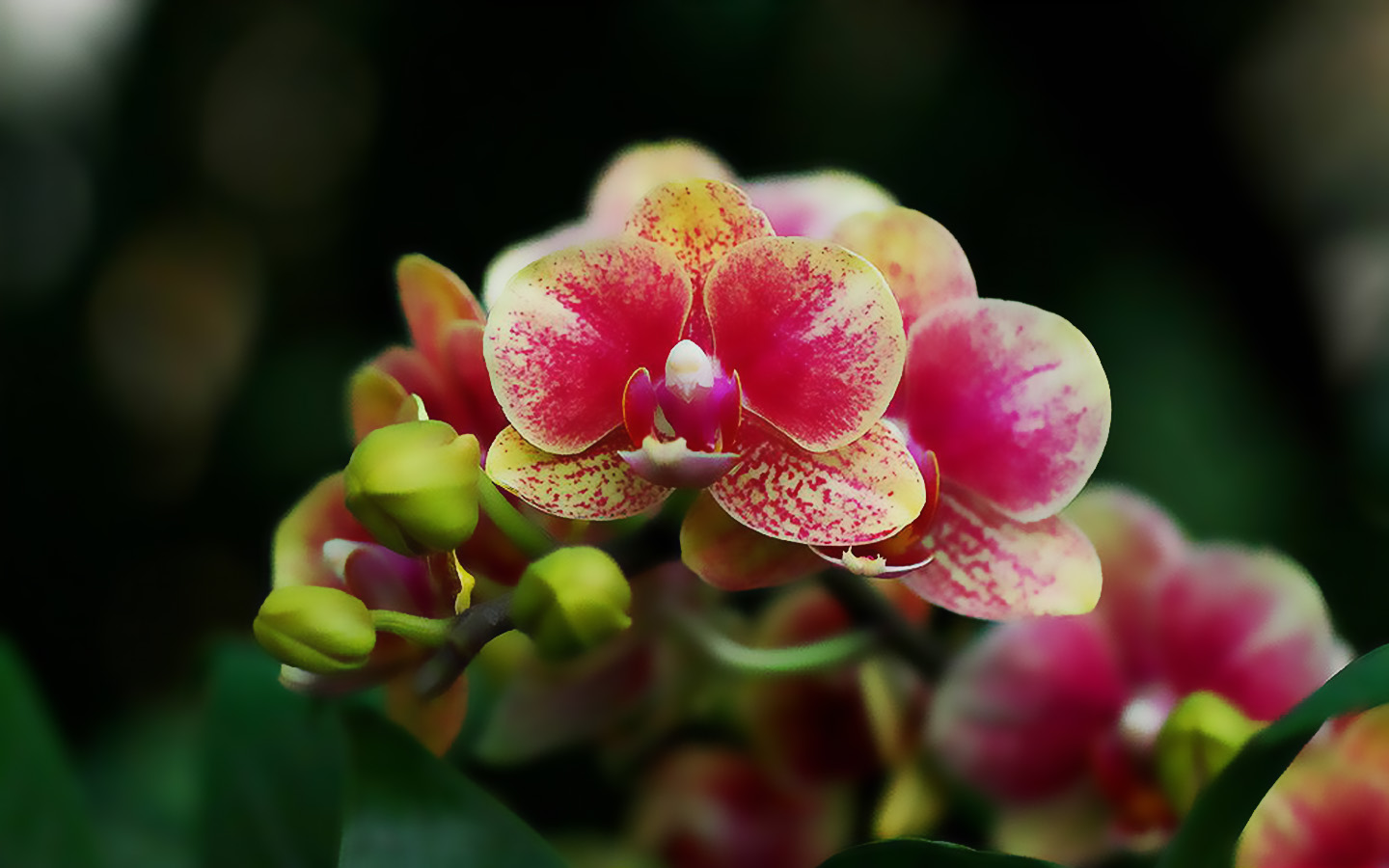 蝴蝶兰烂根的原因和处理方法,蝴蝶兰开始烂根怎么办