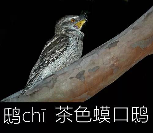 璁よ瘑楦熷瓧,楦熺殑16涓父瑙佸瓧