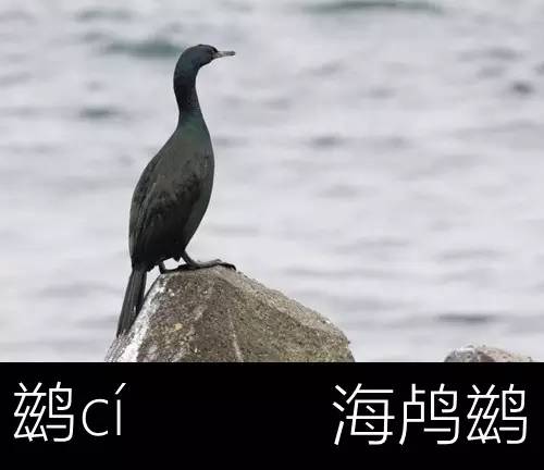 带你认识几个主播,带你认识几种常见的野菜