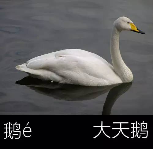 带你认识几个主播,带你认识几种常见的野菜