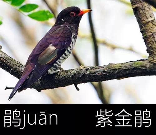 带你认识几个主播,带你认识几种常见的野菜