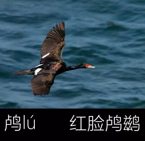 带你认识几个主播,带你认识几种常见的野菜