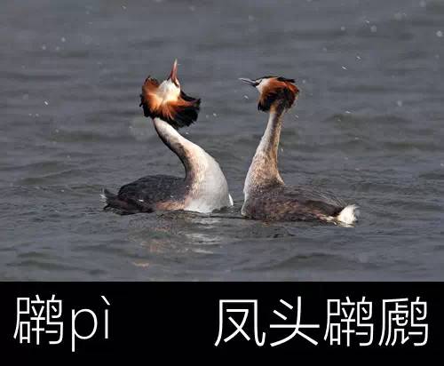 带你认识几个主播,带你认识几种常见的野菜