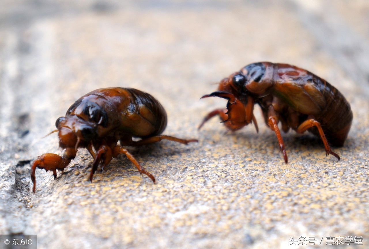 养殖金蝉捉会飞的金蝉,竹林金蝉与果园金蝉
