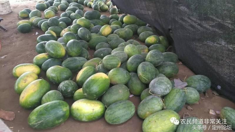 河北定州这些人竟然买了一万两千斤西瓜！给全城最可爱的人