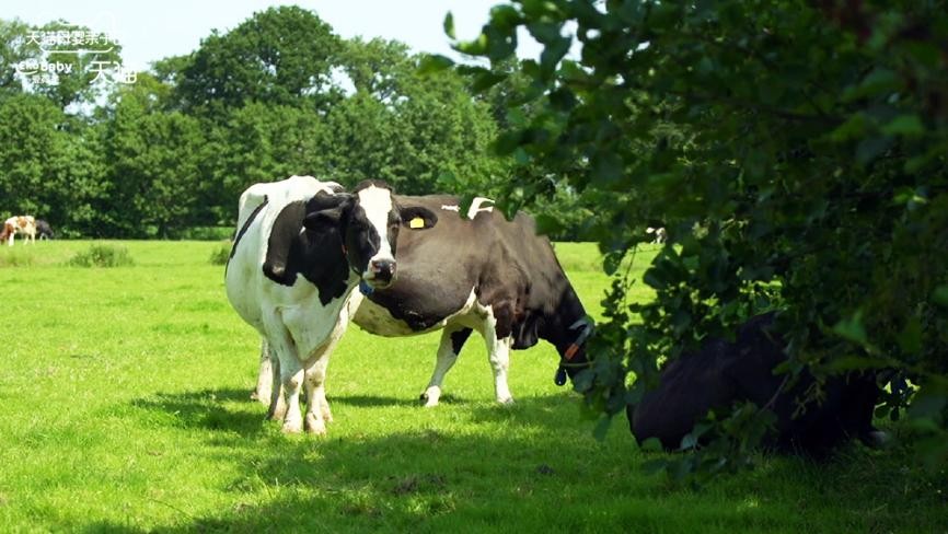 有机奶粉生产流程,深度解析有机奶粉