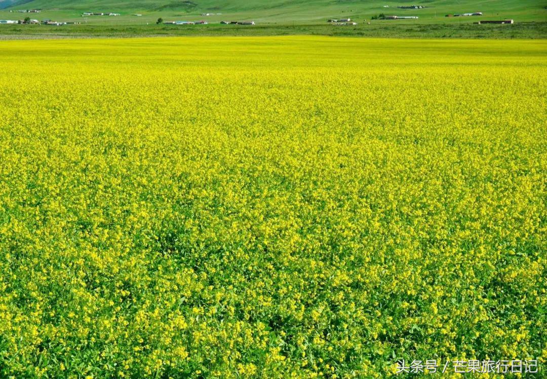 大美青海7月最美的风景,四川青海旅游十大必去景点