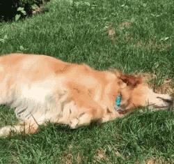 草坪是狗狗和猫咪都喜欢玩耍的场所，但铲屎官不能不注意这些事情