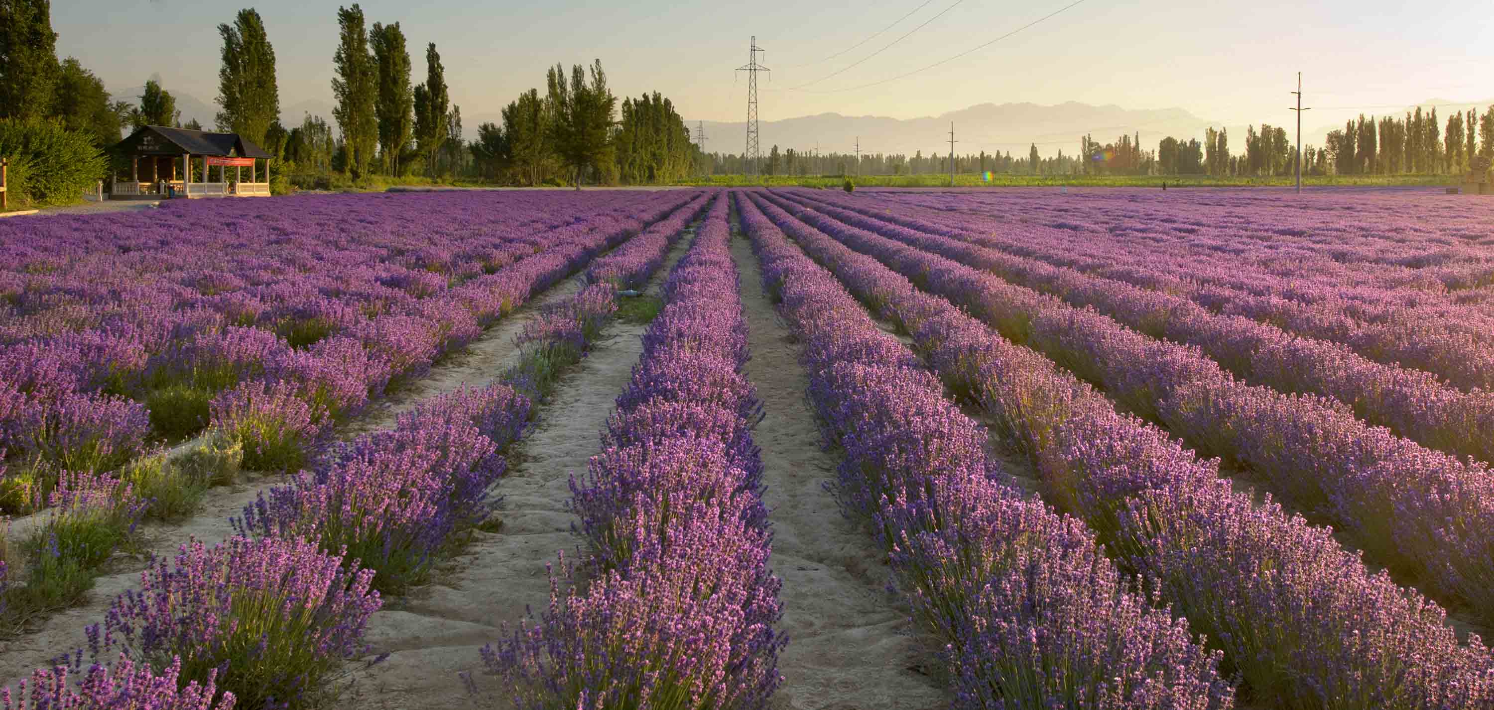 紫色的薰衣草既神秘又浪漫,优雅紫色熏衣草