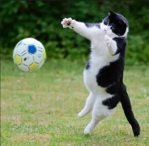 世界杯欧洲杯史话,世界杯落幕语录