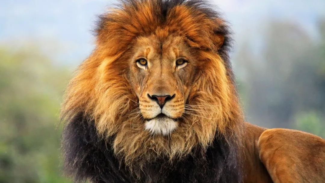 青春期胡子会不会越刮越多越粗,两三天刮一次胡子会越来越粗吗