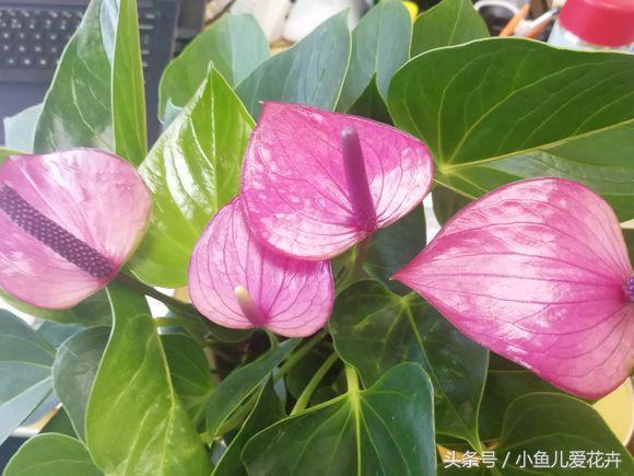 养护红掌正确方法,红掌不开花用什么方法催红掌开花