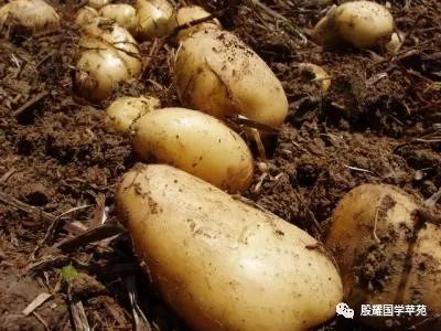 内蒙古三件套特产,推荐内蒙特产的一句话