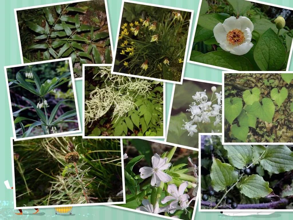 太白山野生珍稀植物——七十二种“七药”