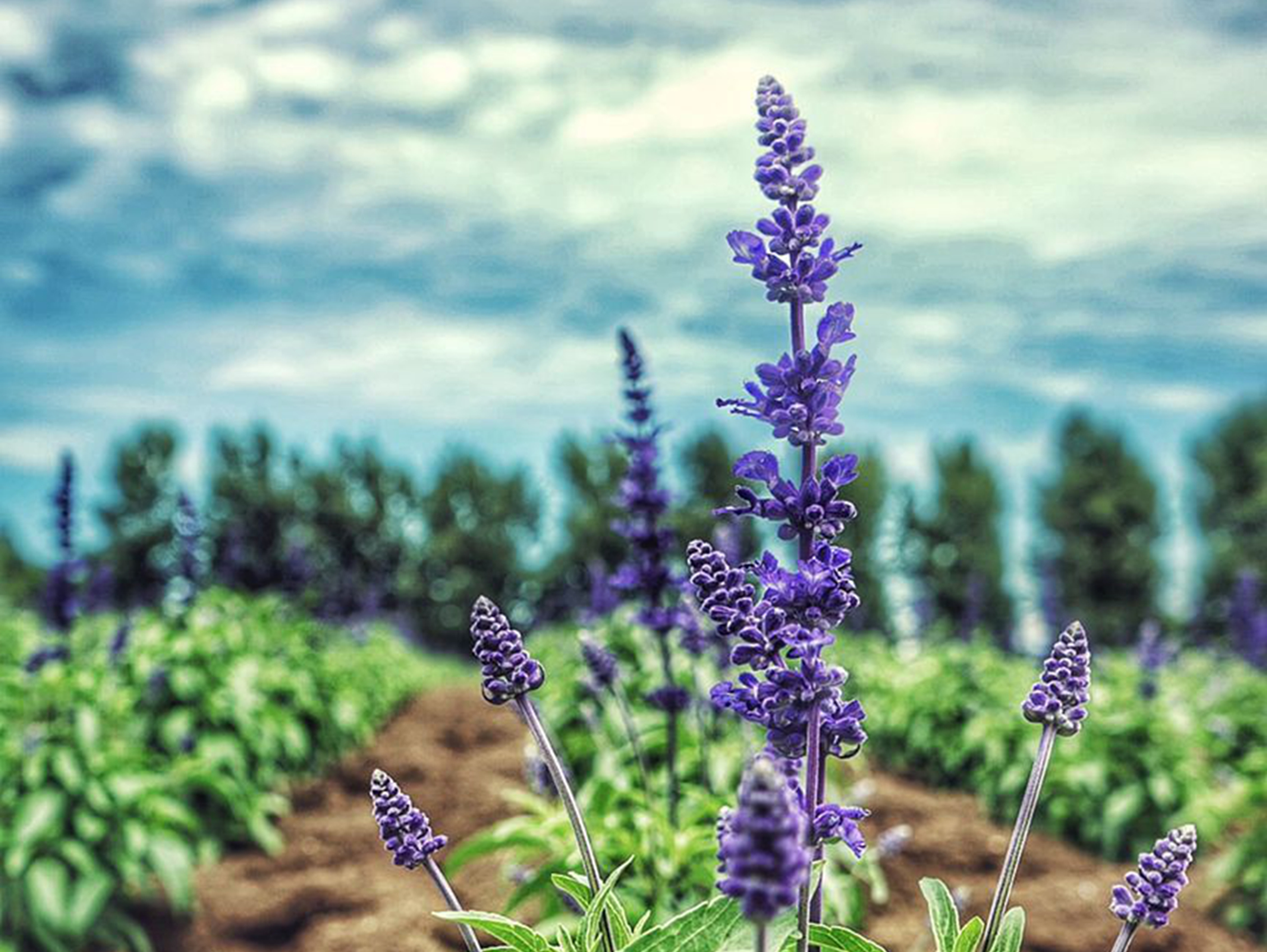 紫色的薰衣草既神秘又浪漫,优雅紫色熏衣草