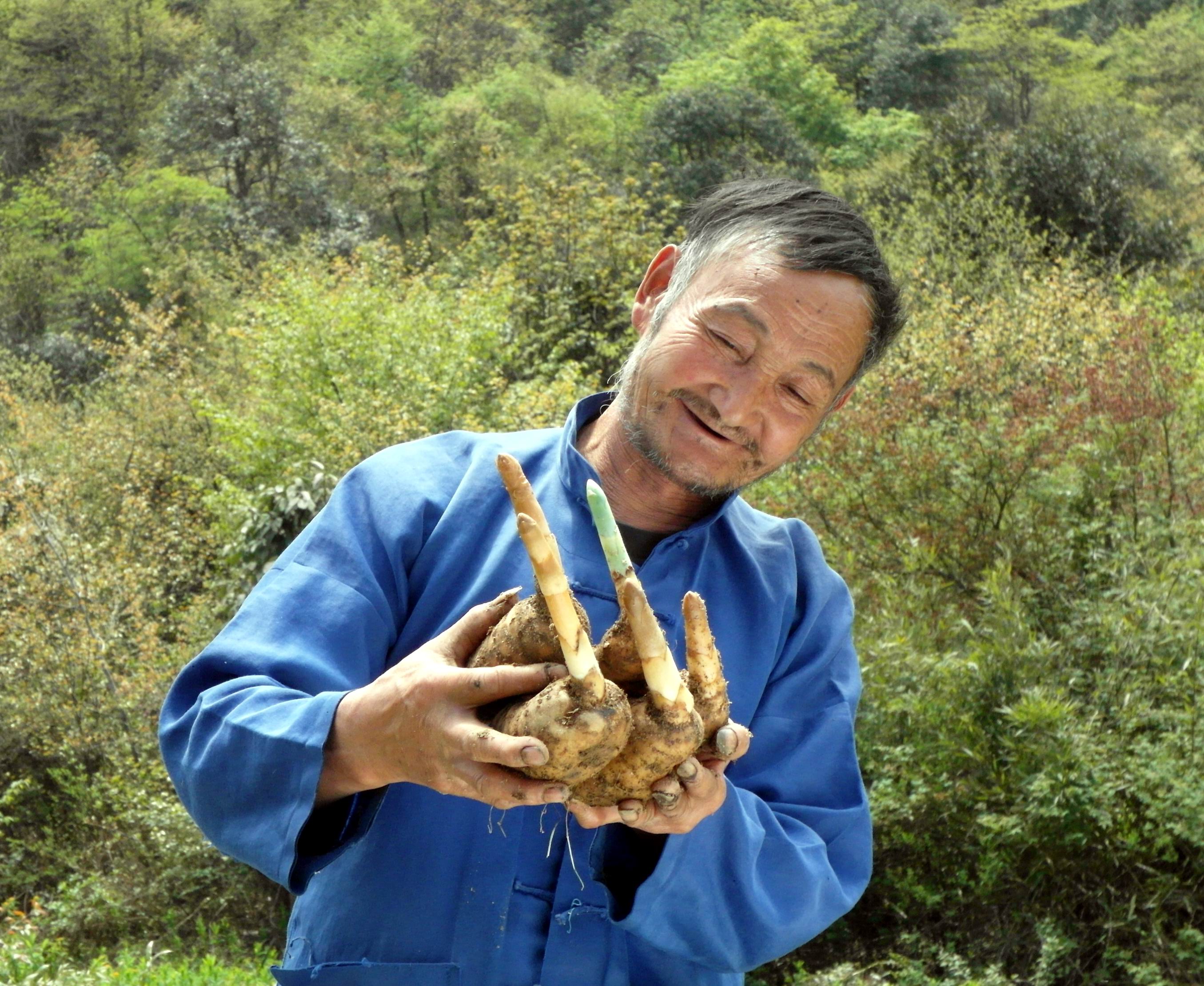 天麻的药用价值和产地,关于天麻药用的记载