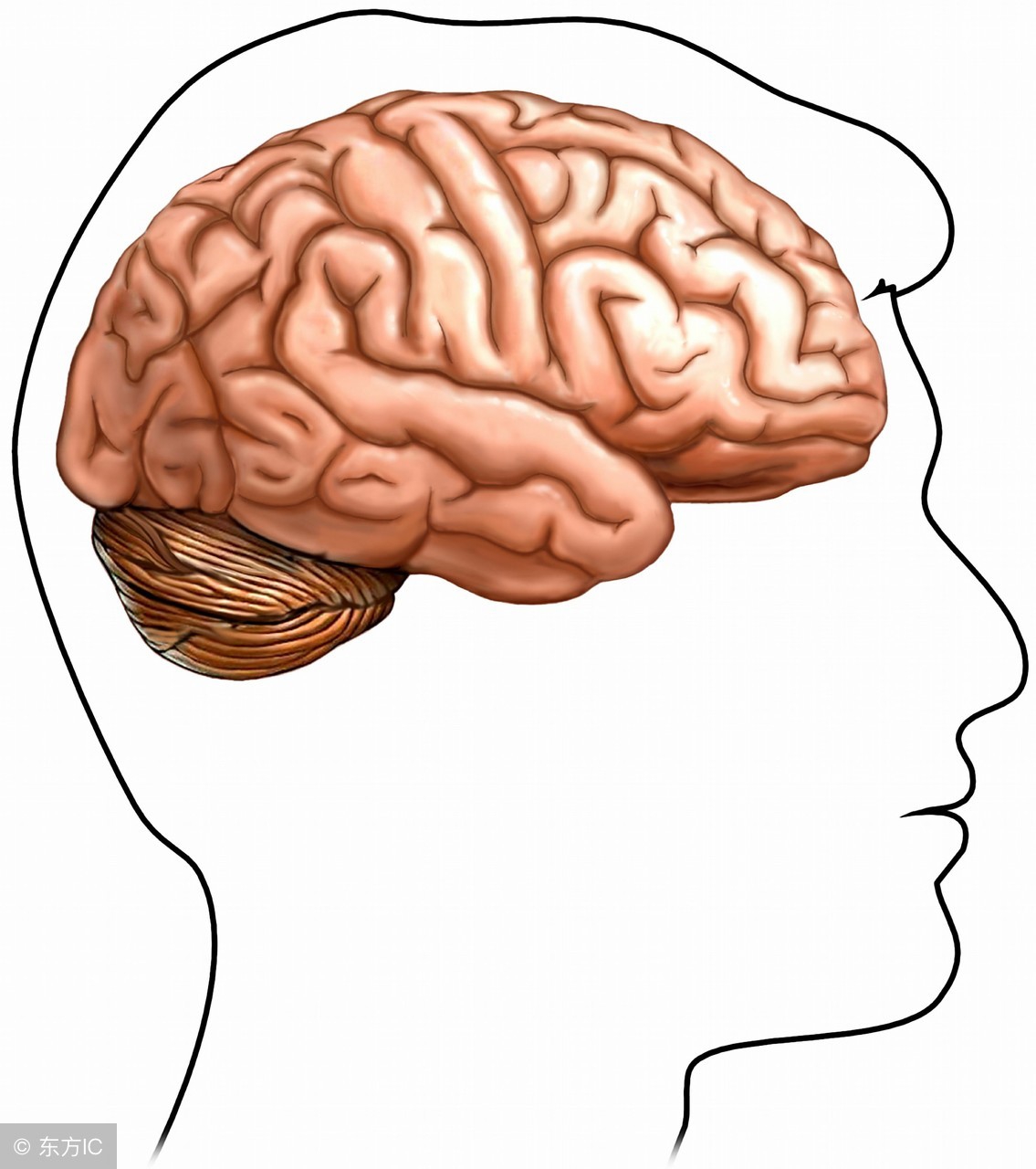 目前常见的脑血栓病因主要有几种