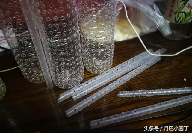 怎么养让兰花壮根,夏天养兰花能铺水苔吗