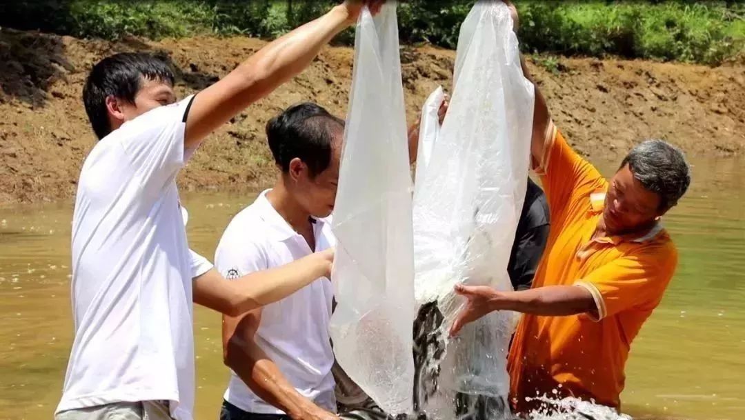 广西贺州农产品展示,贺州特色农产品有哪些