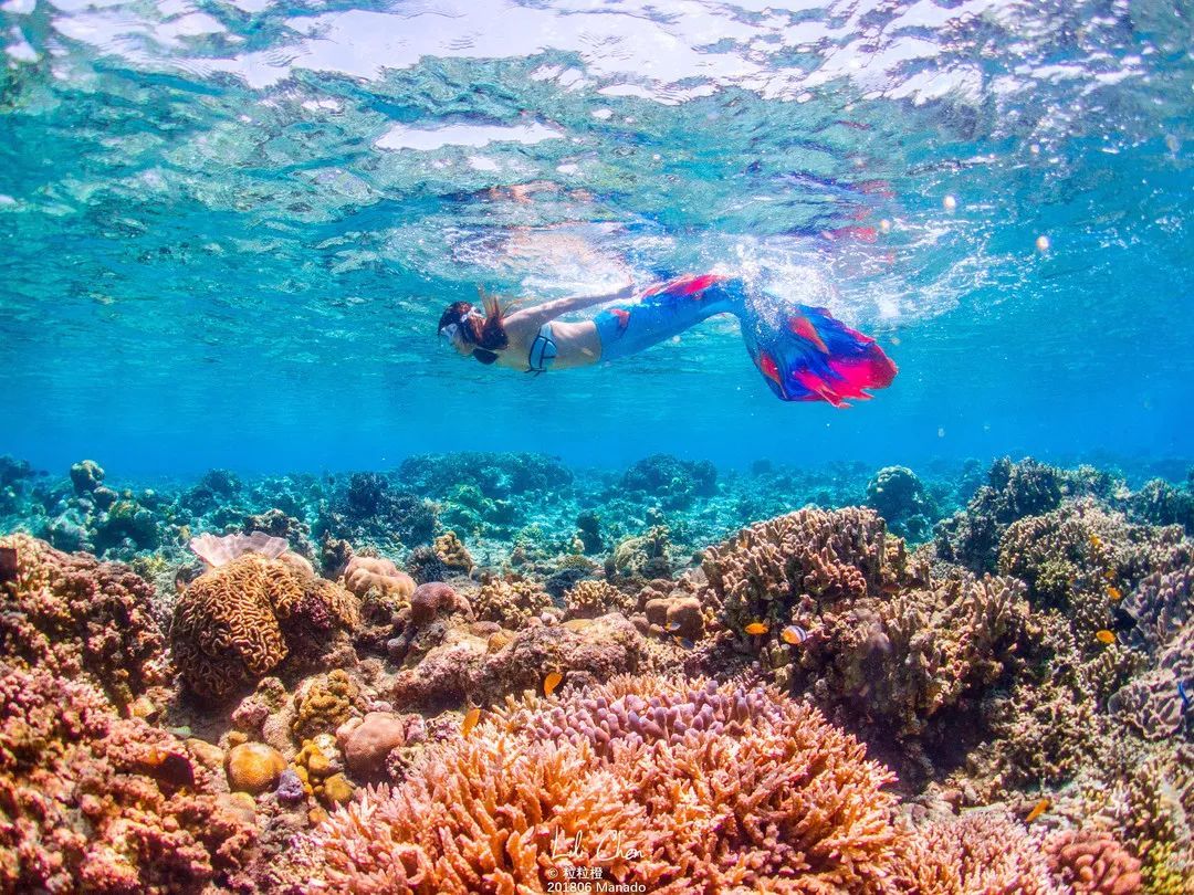 印尼美娜多潜水,印尼美娜多潜水考证