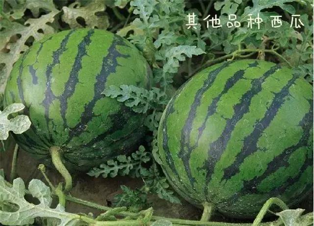 8424西瓜到底是有籽还是无籽的,有种西瓜叫8424