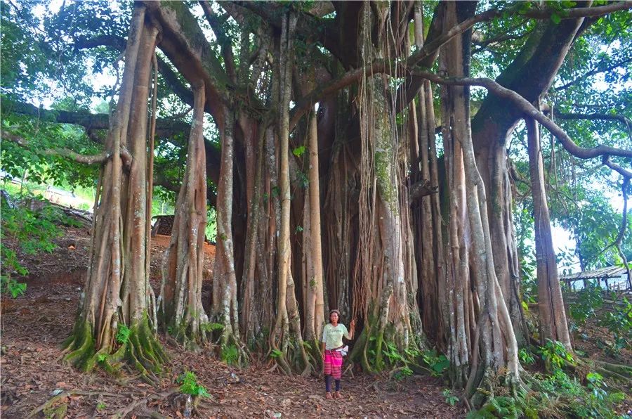 普洱孟连有什么好玩的地方,云南普洱孟连旅游景点攻略