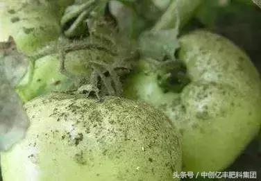 黑刺粉虱怎么去除,一般情况下粉虱能彻底清理干净吗