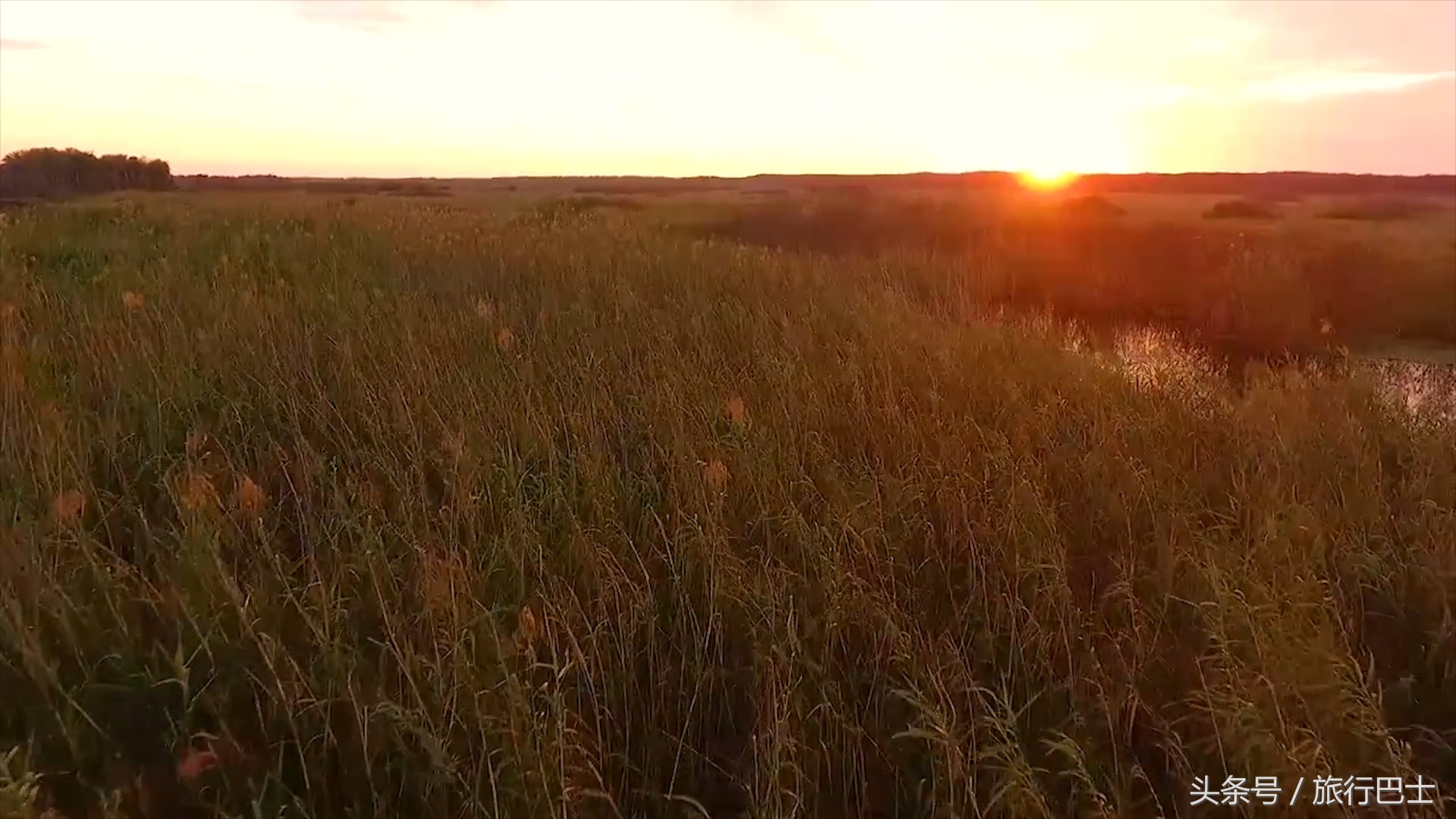 巨型短吻鳄有多高,世界最厉害的动物短吻鳄