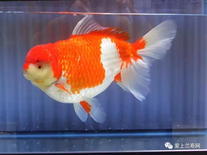 日本金鱼品种大全,日本东京金鱼多少钱一条