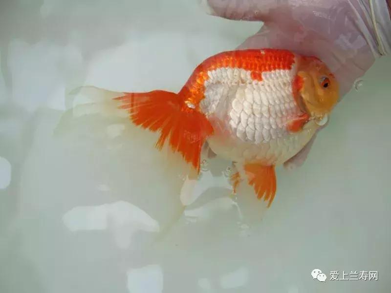 日本金鱼品种大全,日本东京金鱼多少钱一条