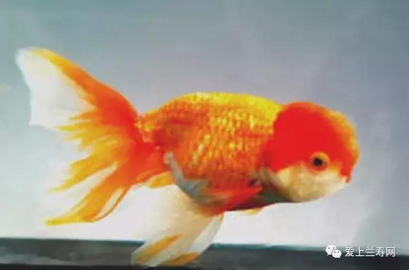 日本土佐金鱼图片大全,日本金鱼品种大全