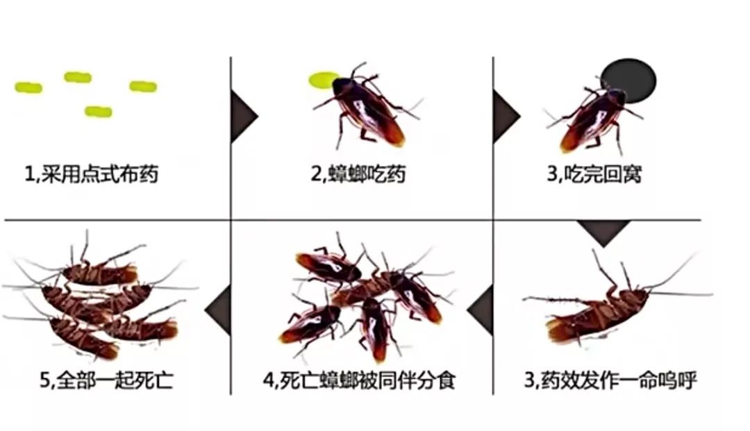 为什么打蟑螂不能用拖鞋,用拖鞋打蟑螂真的会打出虫卵么