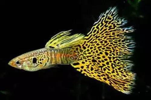 孔雀鱼尾巴开叉可以剪吗,孔雀鱼尾巴开叉了怎么恢复