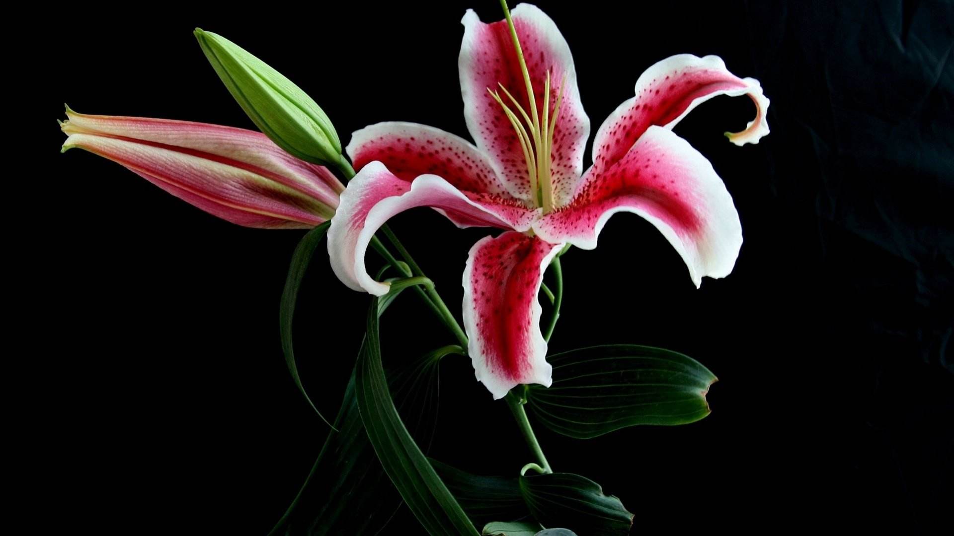 百合花冬天怎么管理,夏季开过的百合花如何管理