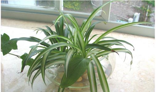 吊兰水培记住这4点长势很旺盛,水培吊兰快速生根液正确使用方法