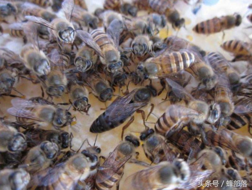 如何诱蜂一直不停的来蜂,秋天诱蜂怎样吸引侦查蜂