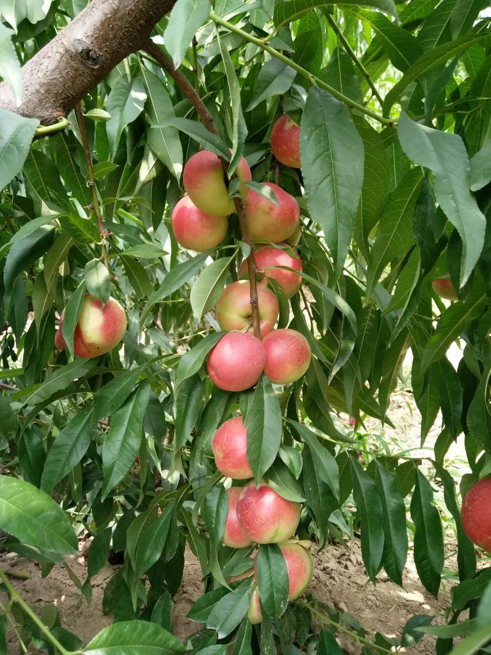 枣油桃产地优点,枣油桃产品介绍
