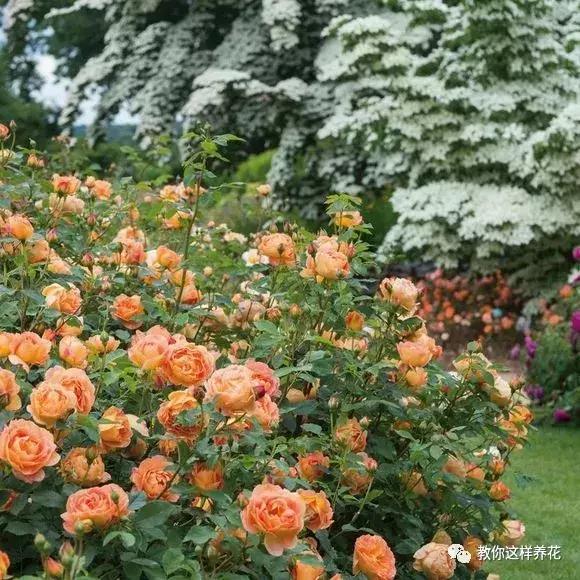 绿萝吊兰怎么养才能开花,比绿萝吊兰还好养的5种花