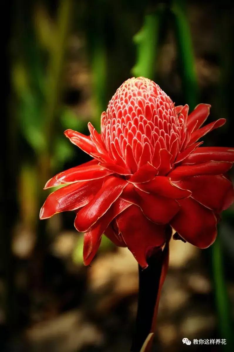 绿萝吊兰怎么养才能开花,比绿萝吊兰还好养的5种花