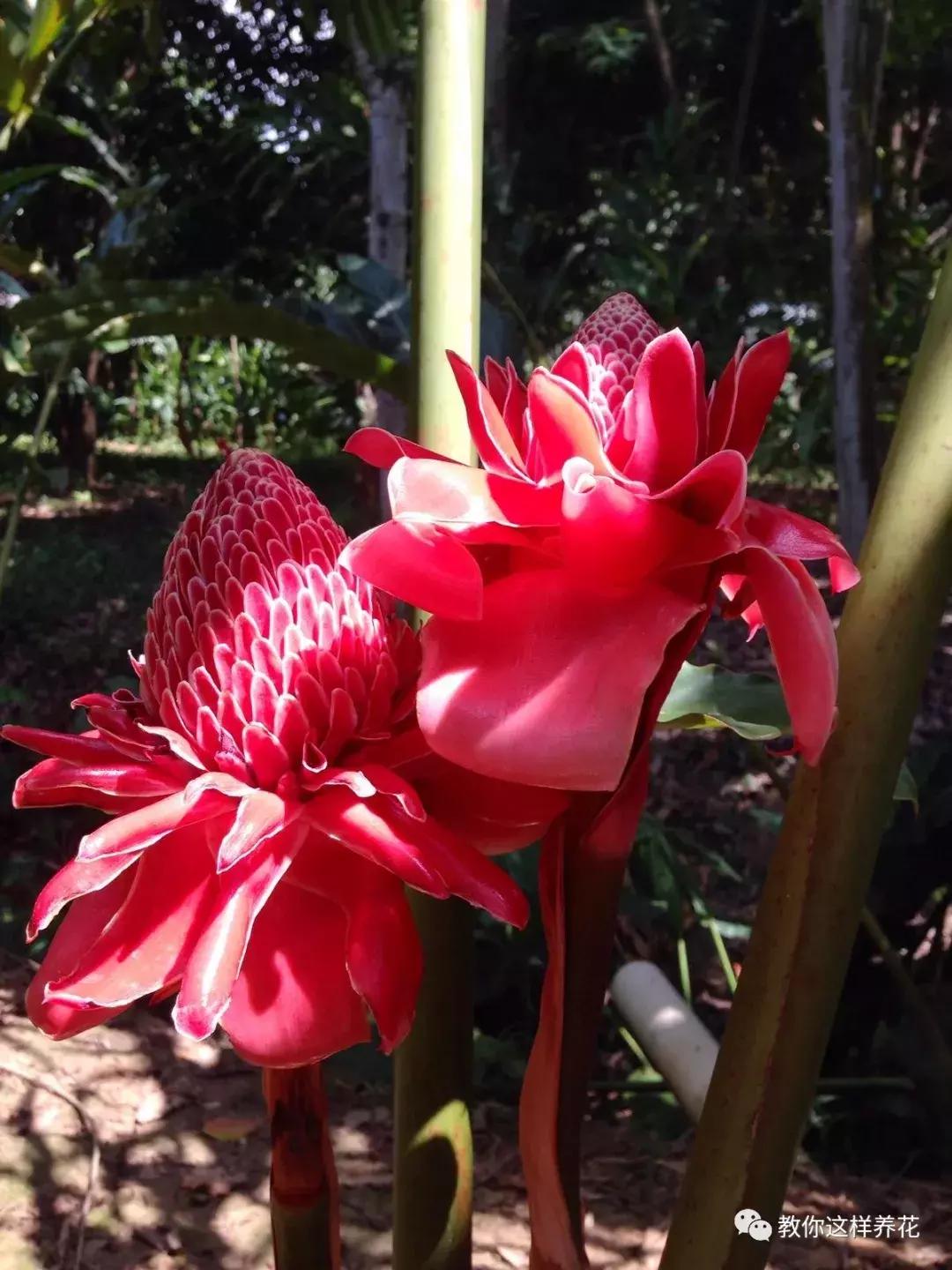 绿萝吊兰怎么养才能开花,比绿萝吊兰还好养的5种花