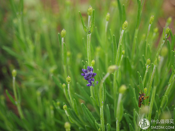 北海道札幌的散步之旅,日本北海道小樽旅游攻略