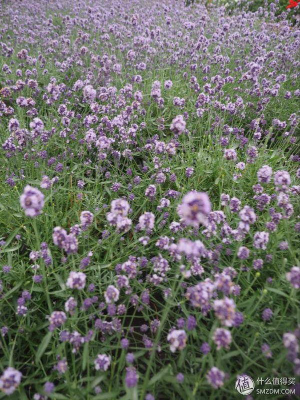 北海道札幌的散步之旅,日本北海道小樽旅游攻略