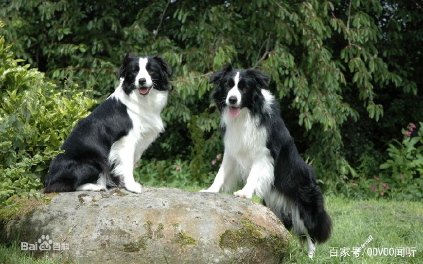 金毛犬pk边境牧羊犬哪个更优秀,最聪明的狗是边牧还是金毛