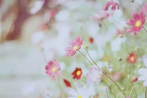 愿陪君醉笑三千场不诉离殇意思,醉笑陪君三千场不诉离殇写给谁的