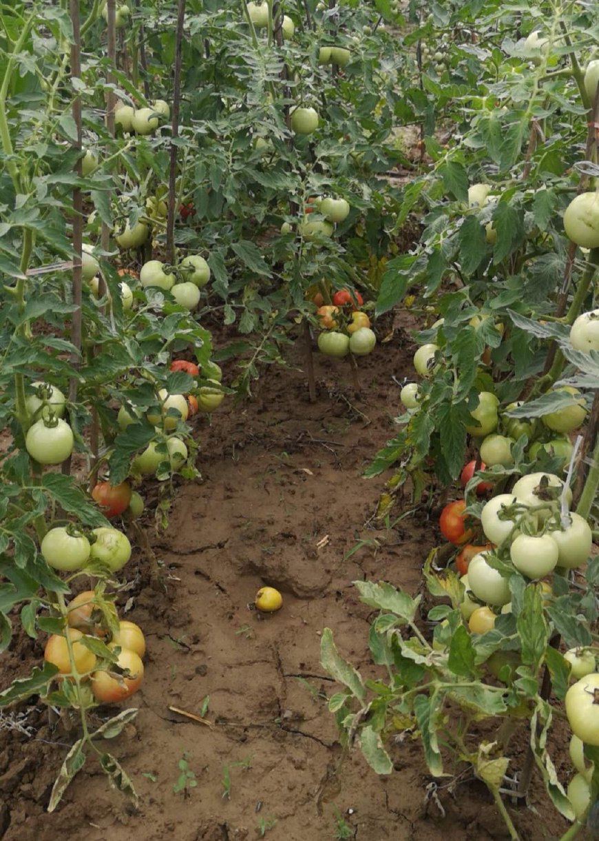 四岁小朋友牙齿疼看牙医,4岁女孩牙疼医生带药