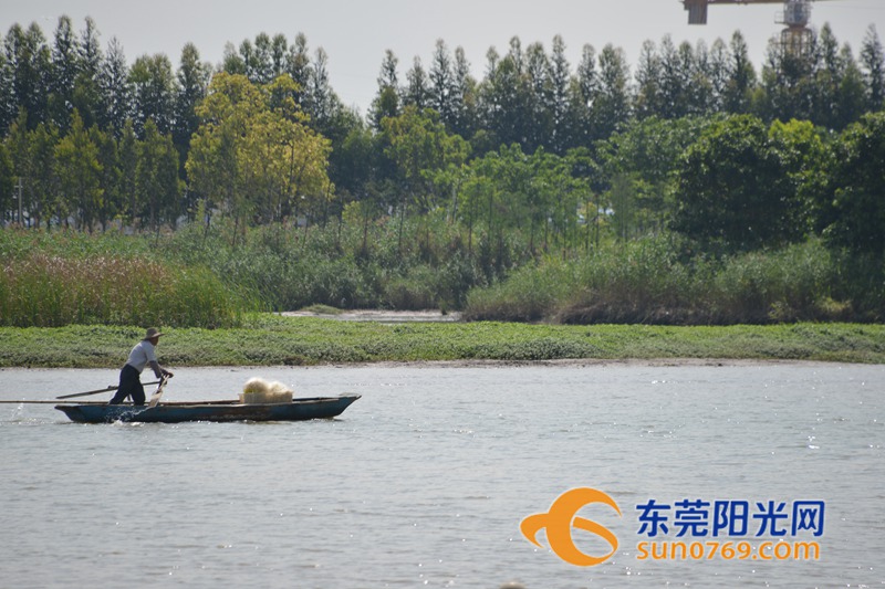 清水绕绿屿，白鹭上青天！沙田这些地方如今变得这么美！